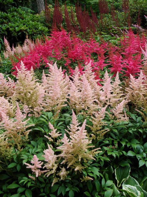 Astilbe x arendsii 'Elizabeth Bloom'